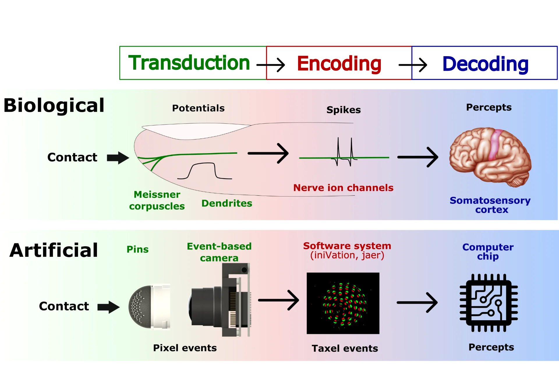 NeuroTac 神经形态视觉触觉传感器 题图